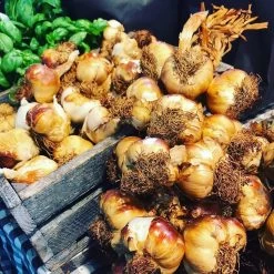 Garlicmaster Knoflookpers - Ook Voor Kruiden En Noten - Paars -Keukenbarbecue 1200x1198 18