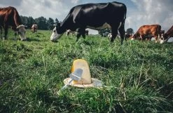 Boska Kaasset Delfts Blauw - Kaasschaaf - Kaasrasp - Kaasschaaf Voor Alle Soorten Kaas - Hollands Cadeau - Cadeauset - Giftset - Cadeautips - Keukengerei - Keuken Accessoires - 10 Jaar Garantie -Keukenbarbecue 1200x784 4