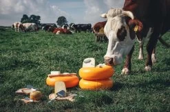 Boska Kaasset Delfts Blauw - Kaasschaaf - Kaasrasp - Kaasschaaf Voor Alle Soorten Kaas - Hollands Cadeau - Cadeauset - Giftset - Cadeautips - Keukengerei - Keuken Accessoires - 10 Jaar Garantie -Keukenbarbecue 1200x799 40